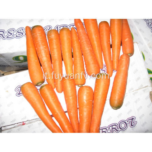 dimensione della carota dolce SML